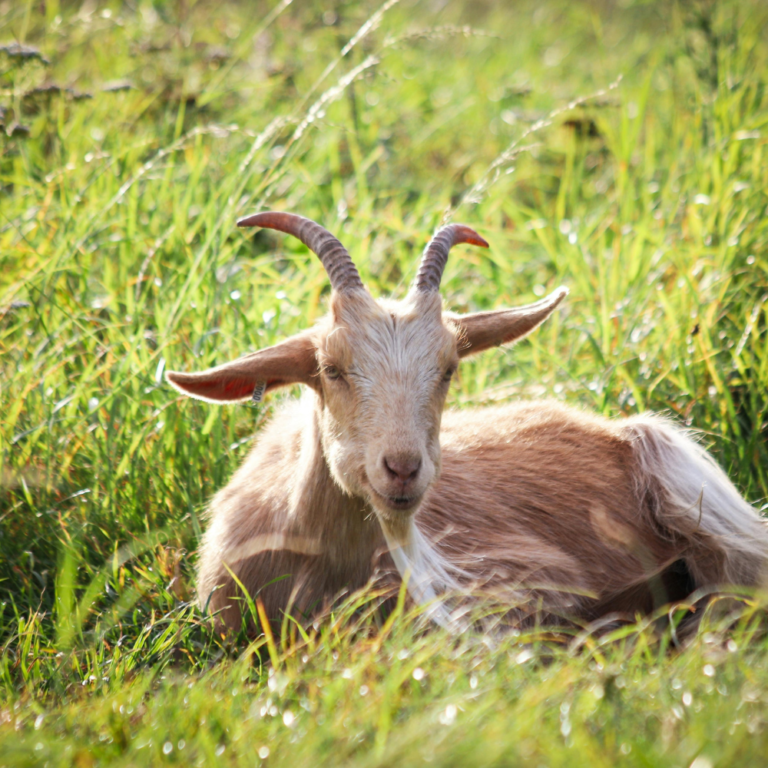 Goat milk