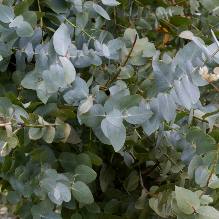 Eucalyptus essential oil