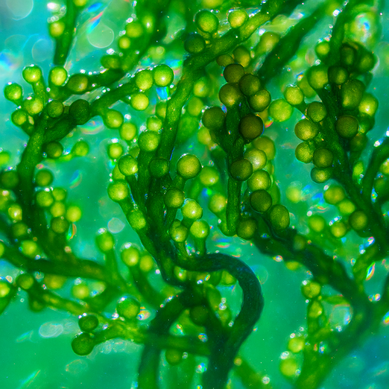 Green spirulina