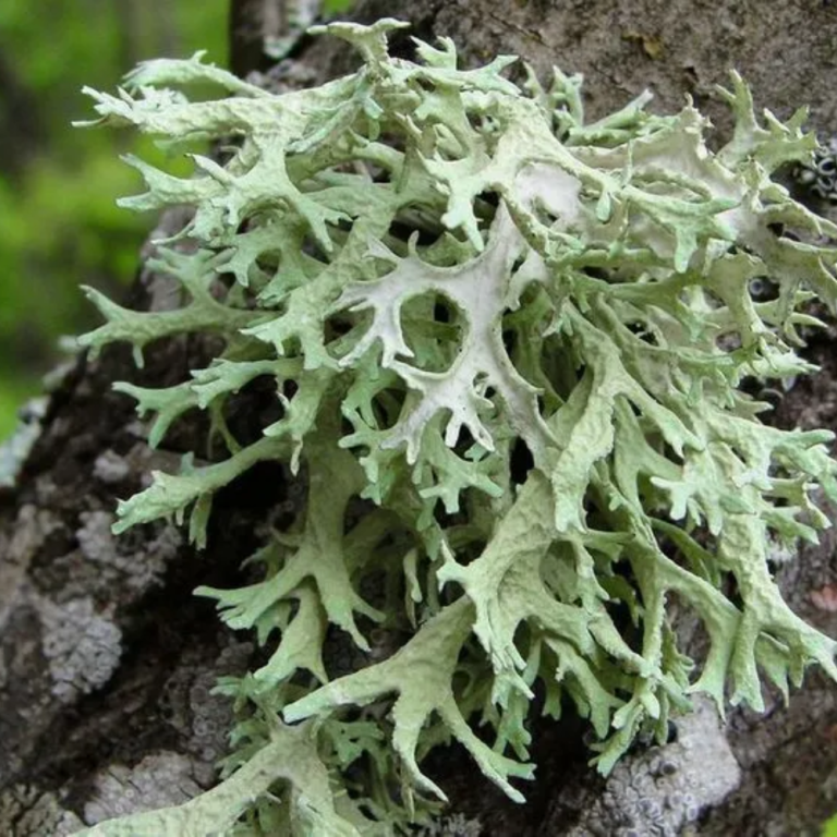 Oakmoss oil