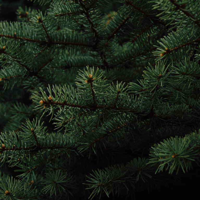 Pine needle oil